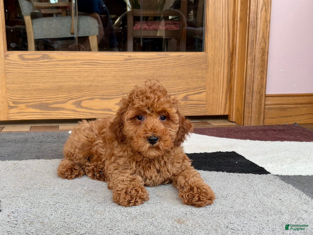 Cockapoo dogs for sale: Curtis - Ad 11