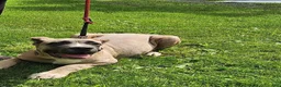 Cane Corso dogs for sale: Bella  - Ad 1