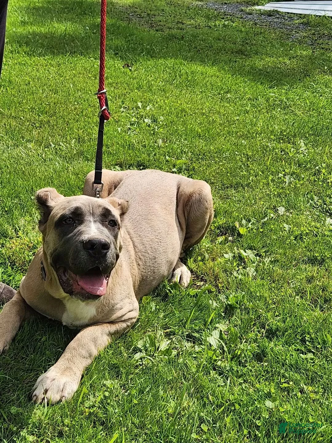 Cane Corso dogs for sale: Bella  - Ad 1