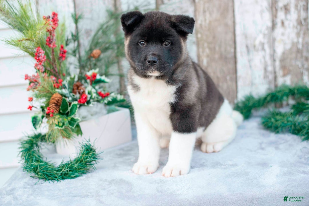 Gallery Image {{count}}