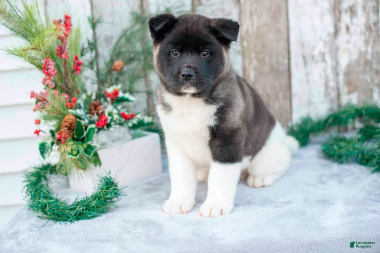 Gallery Image {{count}}