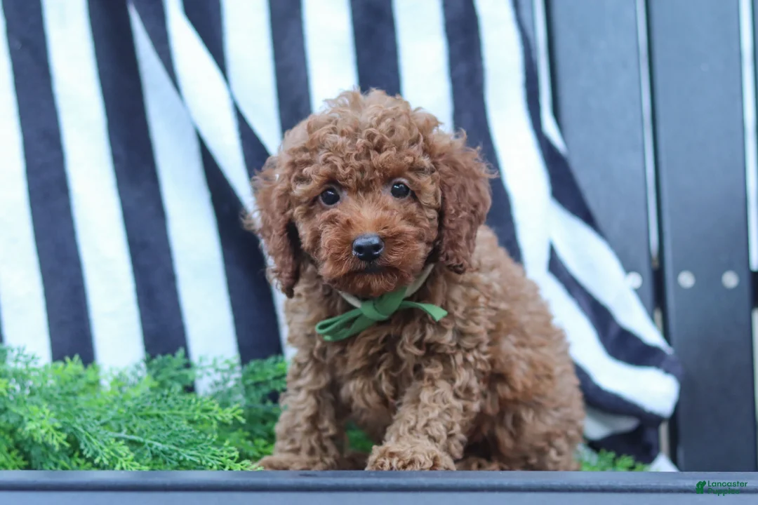 Miniature Poodle dogs for sale: Adam - Ad 1