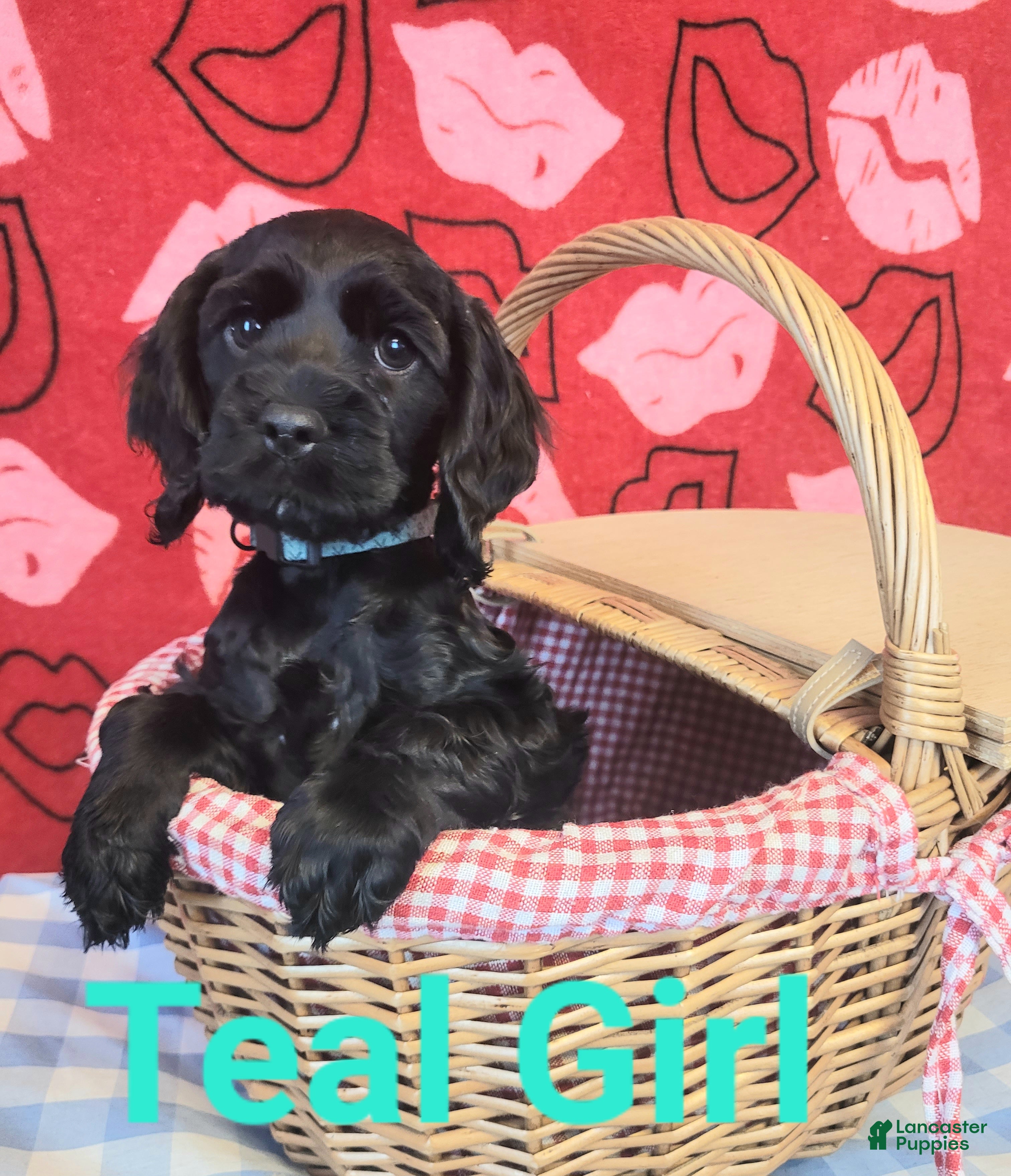 Cockapoo dogs Teal Girl  - Ad 27