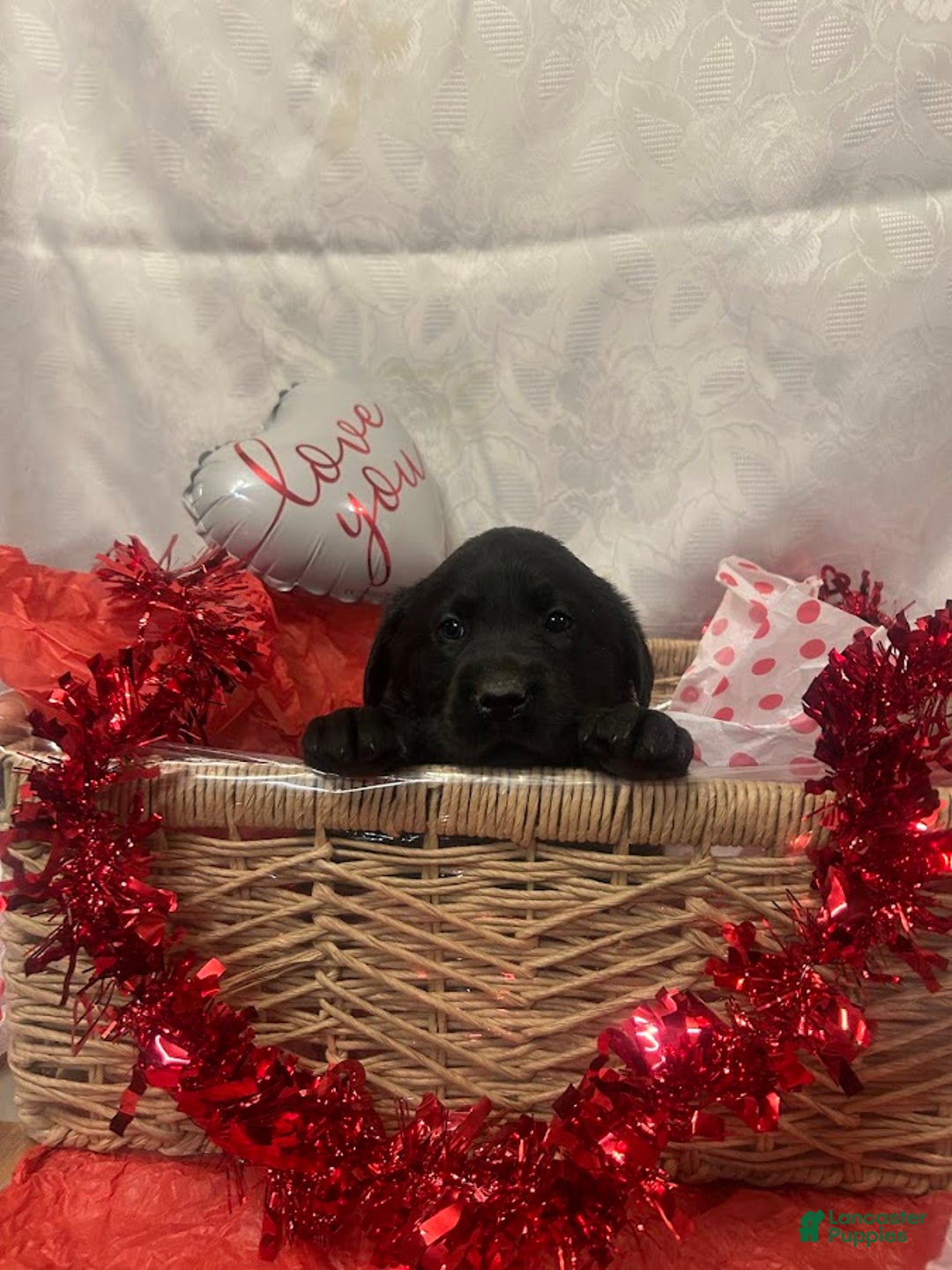 Labrador Retriever dogs for sale: Shadow - Ad 5