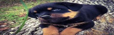 Rottweiler 1