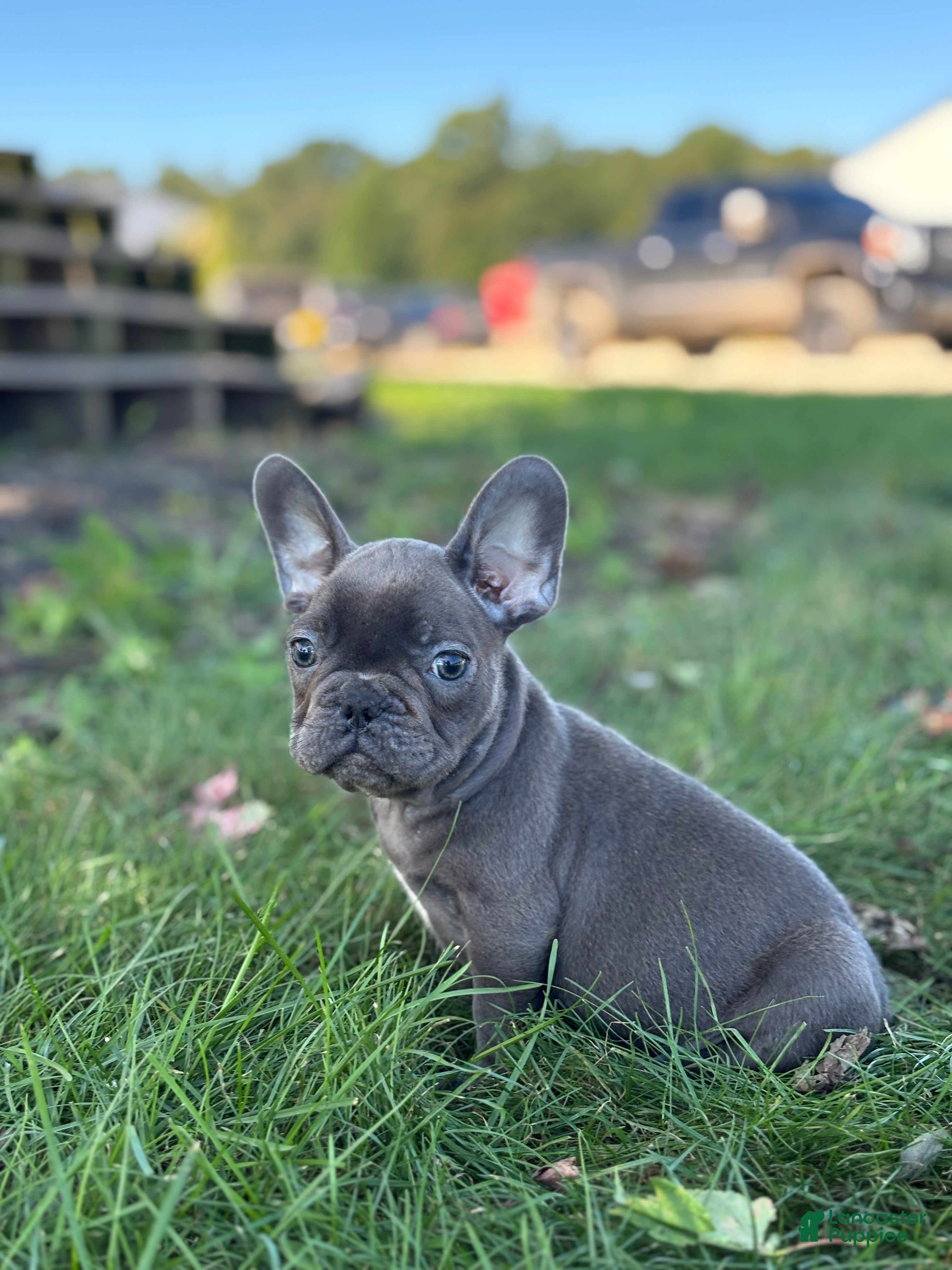 French Bulldog dogs Seth - Ad 1