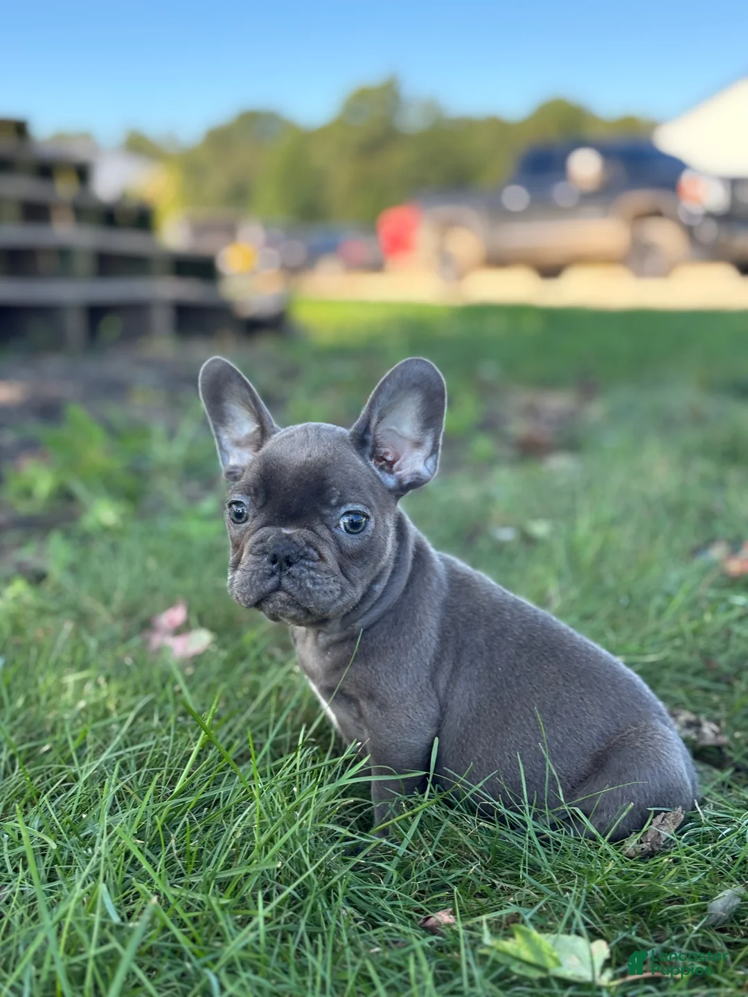 French Bulldog dogs for sale: Seth - Ad 1
