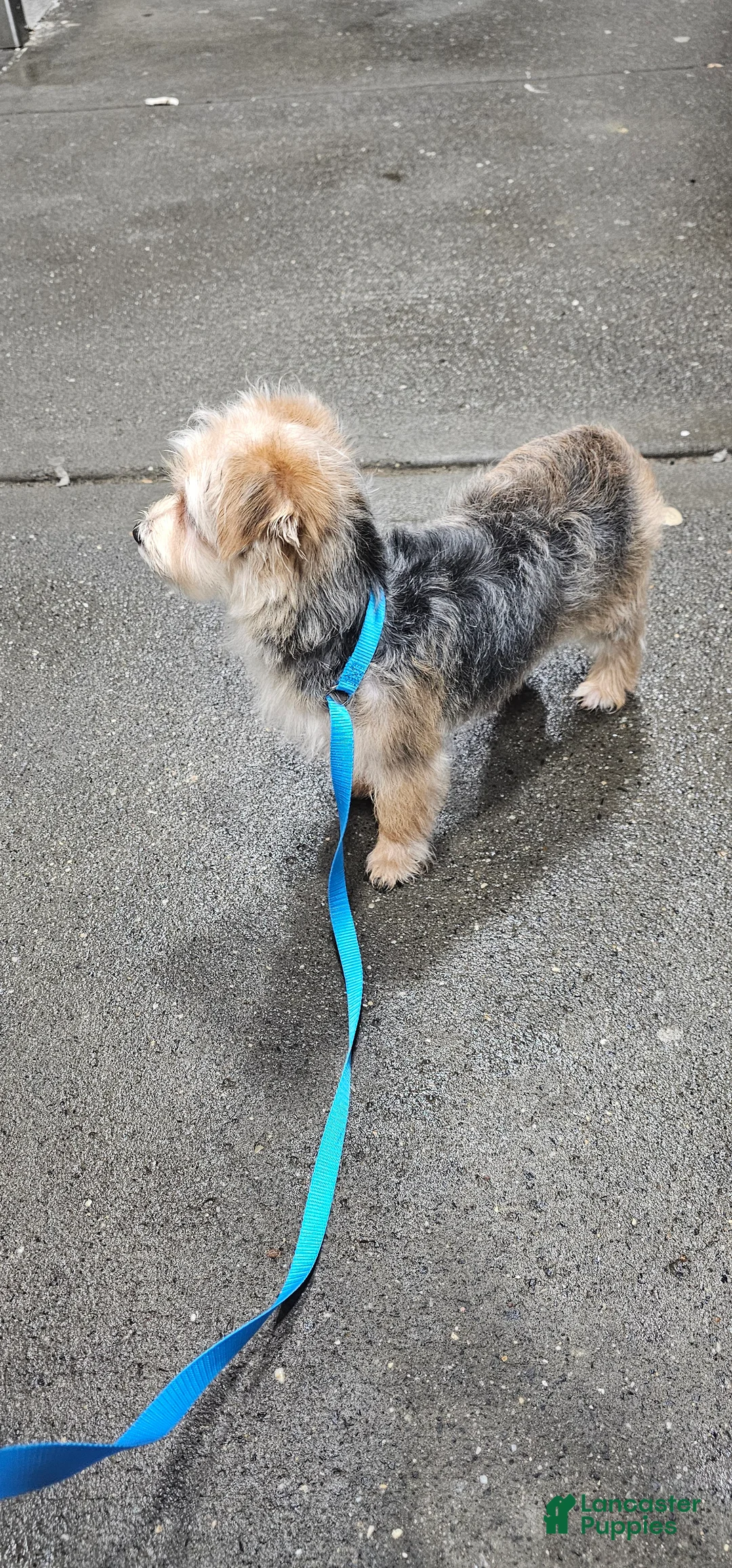 Morkie dogs for sale: Morkie Puppy 1 - Ad 2