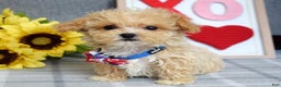 Maltipoo dogs for sale: Axel - Ad 2