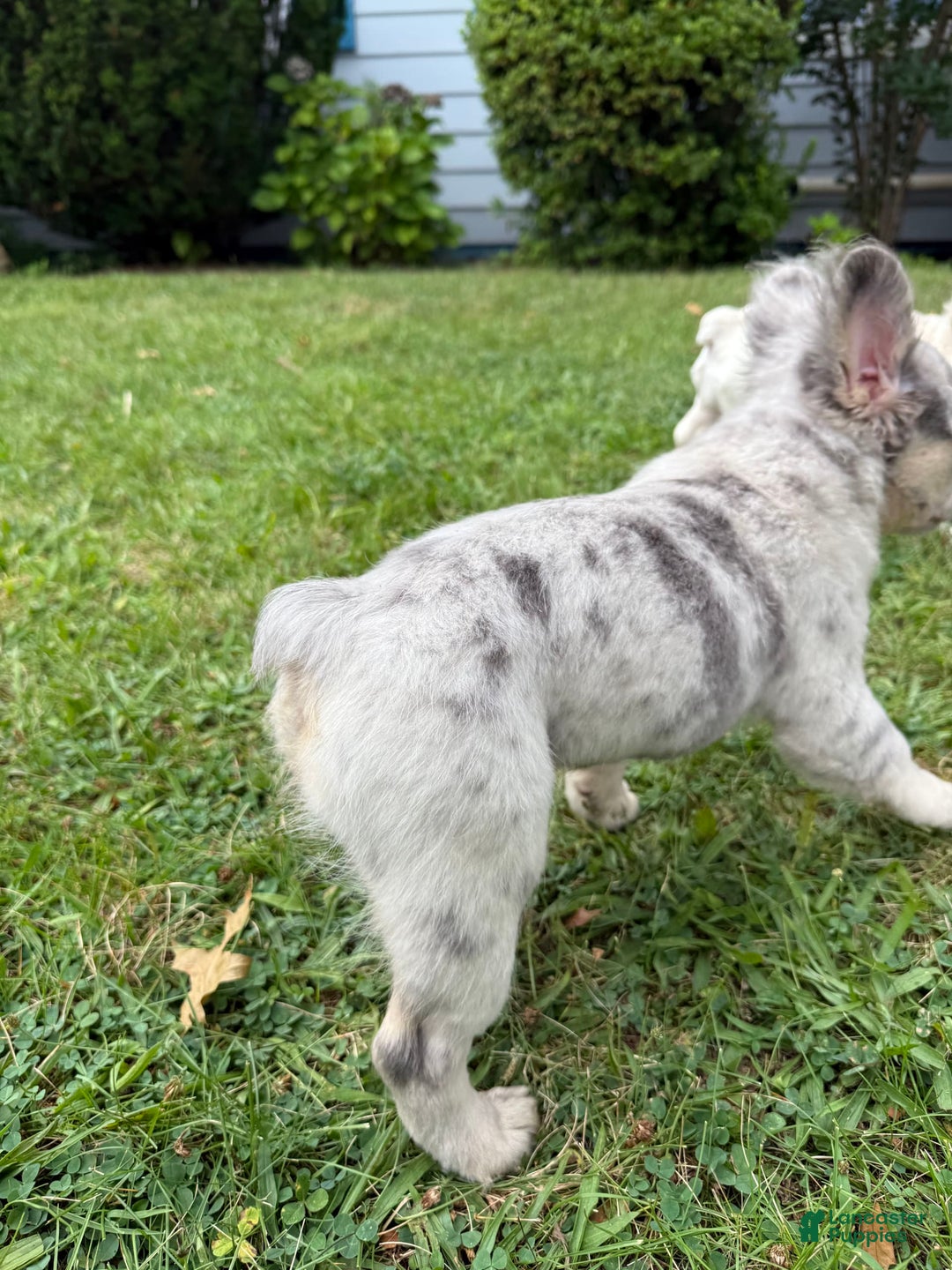 French Bulldog dogs for sale: Breeze - Ad 3