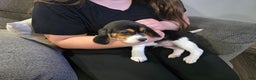 Beagle dogs for sale: Jackson - Ad 5
