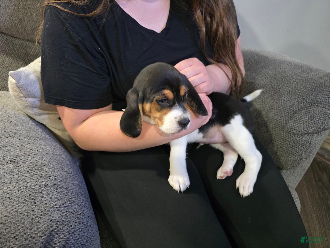 Beagle dogs for sale: Jackson - Ad 5