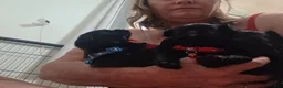 Brussels Griffon dogs for sale: Brussels Griffon Puppy 3 - Ad 2