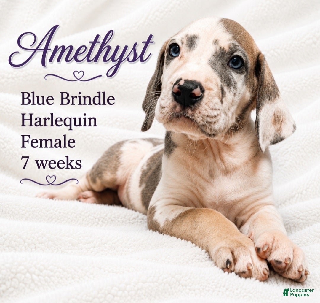 Great Dane dogs Amethyst  - Ad 10