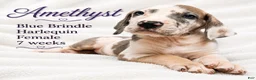Great Dane dogs for sale: Amethyst  - Ad 3