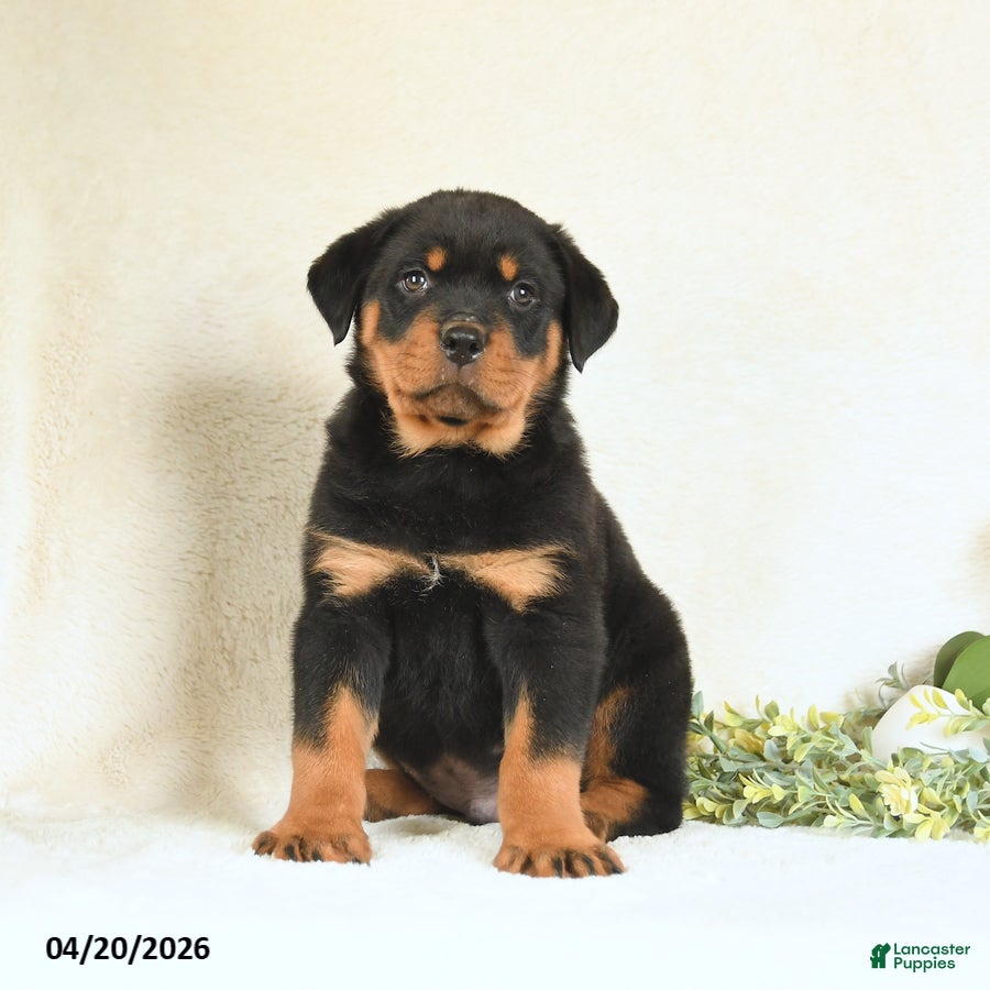 Rottweiler dogs Chester - Ad 1