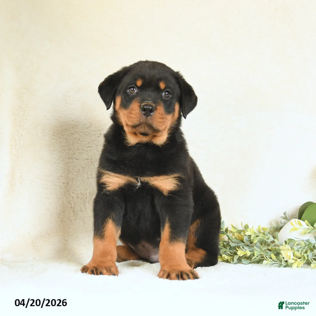 Rottweiler dogs for sale: Chester - Ad 1