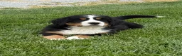 Bernese Mountain Dog dogs for sale: Sasha - Ad 5