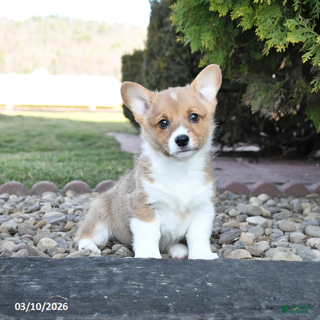 Welsh Corgi Pembroke dogs for sale: Lilac - Ad 1
