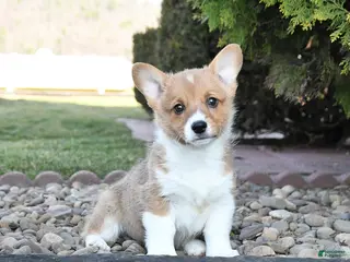 Welsh Corgi Pembroke dogs for sale: Lilac - Ad 4