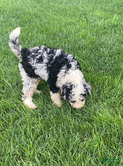Doodle / designer cross (Doodle / designer cross, Male) in Quarryville, PA