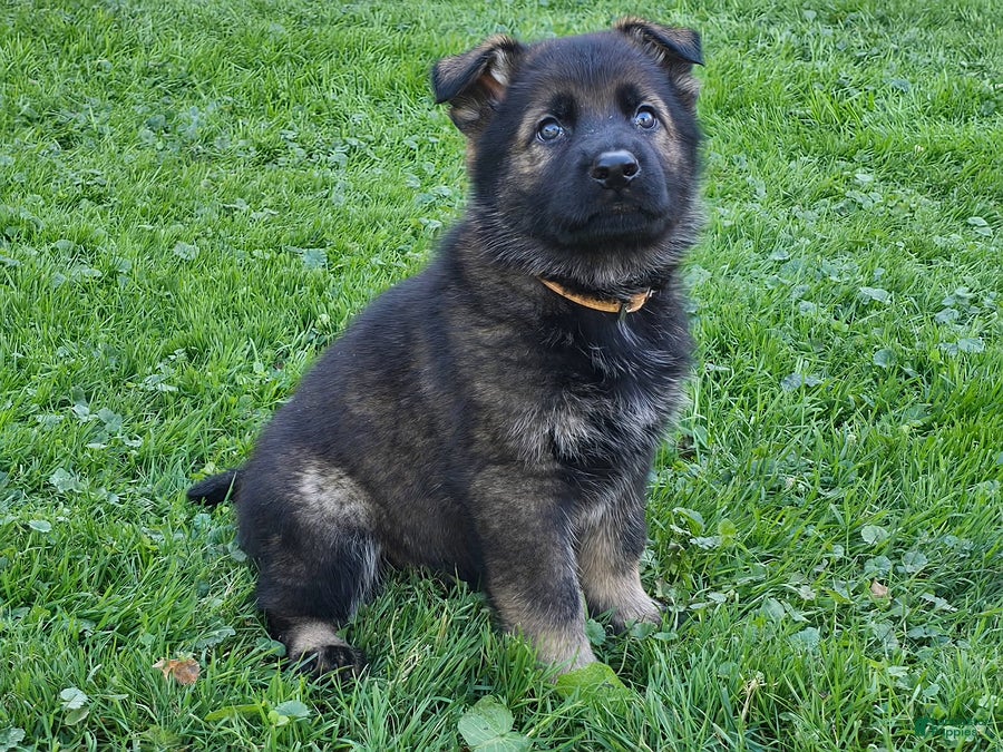 German Shepherd dogs for sale: Otis - Ad 2