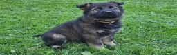 German Shepherd dogs for sale: Otis - Ad 2