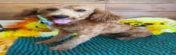 Labradoodle dogs for sale: Mini Labradoodle Tanzy - Ad 3