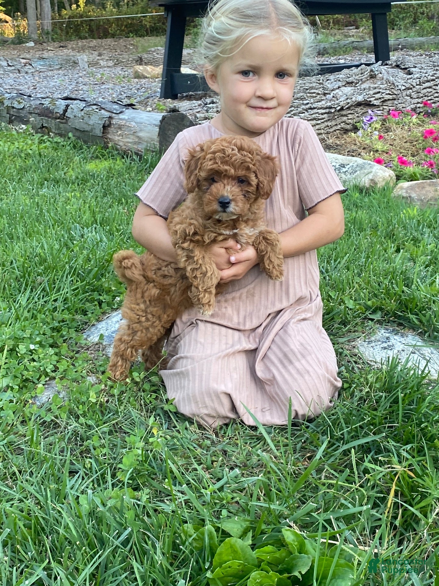 Miniature Poodle dogs Twila - Ad 37