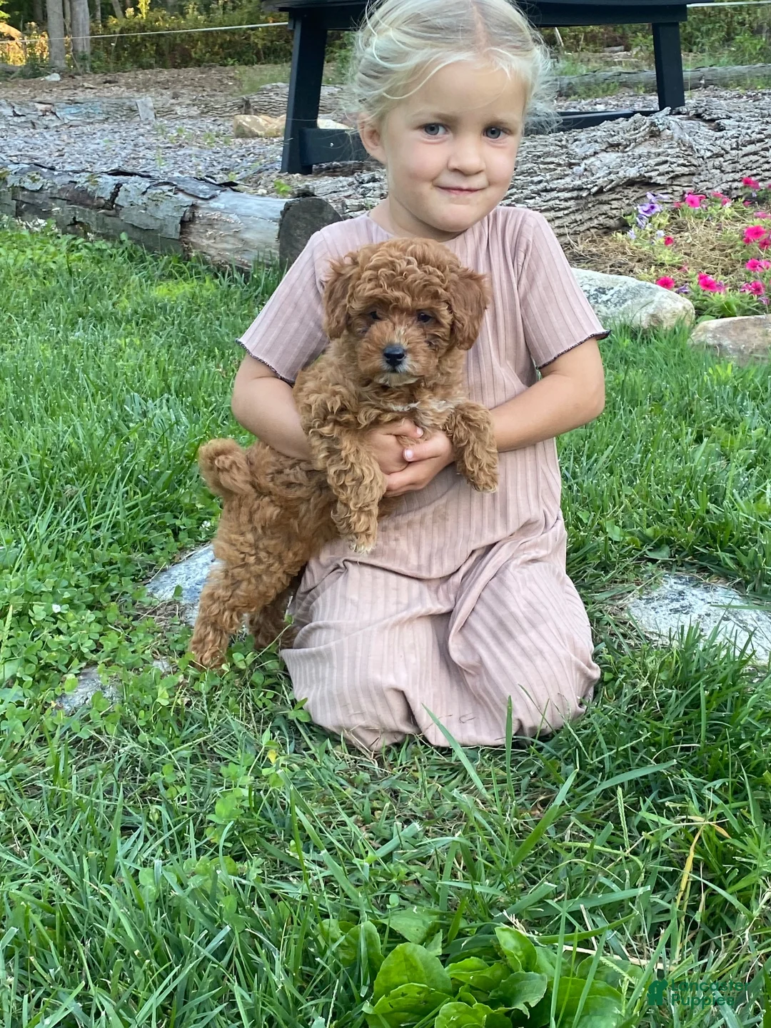 Miniature Poodle dogs for sale: Twila - Ad 1