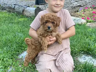 Miniature Poodle dogs Twila - Ad 37
