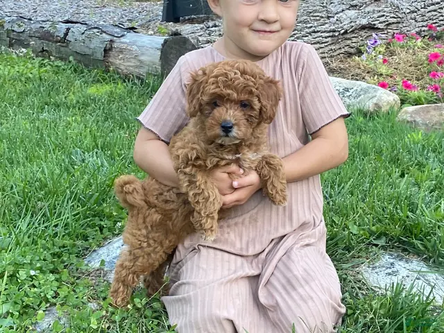 Miniature Poodle dogs Twila - Ad 32