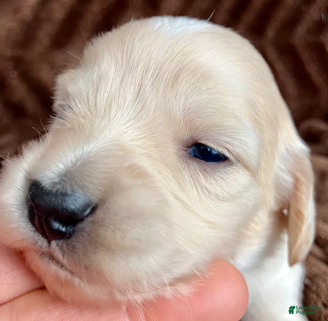 Miniature Dachshund dogs for sale: Peaches of Sugarplum Valley - Ad 3