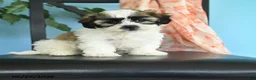 Teddy Bear dogs for sale: Tulip - Ad 1