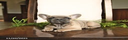 French Bulldog dogs for sale: Annie - Ad 9