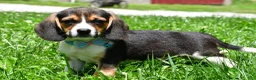 Beagle dogs for sale: Ved - Ad 3
