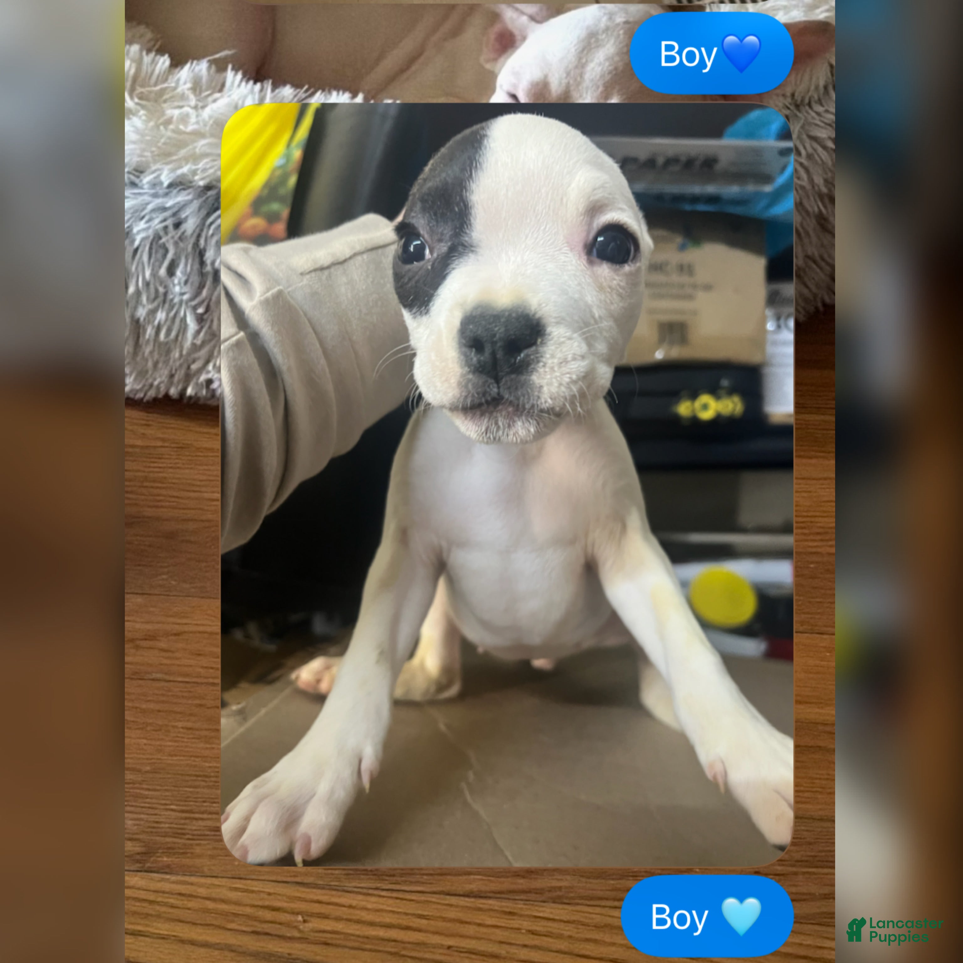 American Bully dogs American Bully Puppy 2 - Ad 28