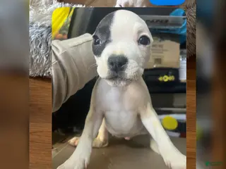 American Bully dogs American Bully Puppy 2 - Ad 18