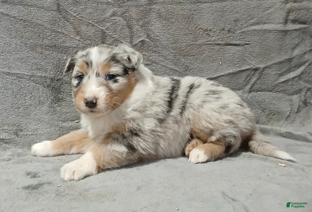Australian Shepherd dogs for sale: Flynn - Ad 29