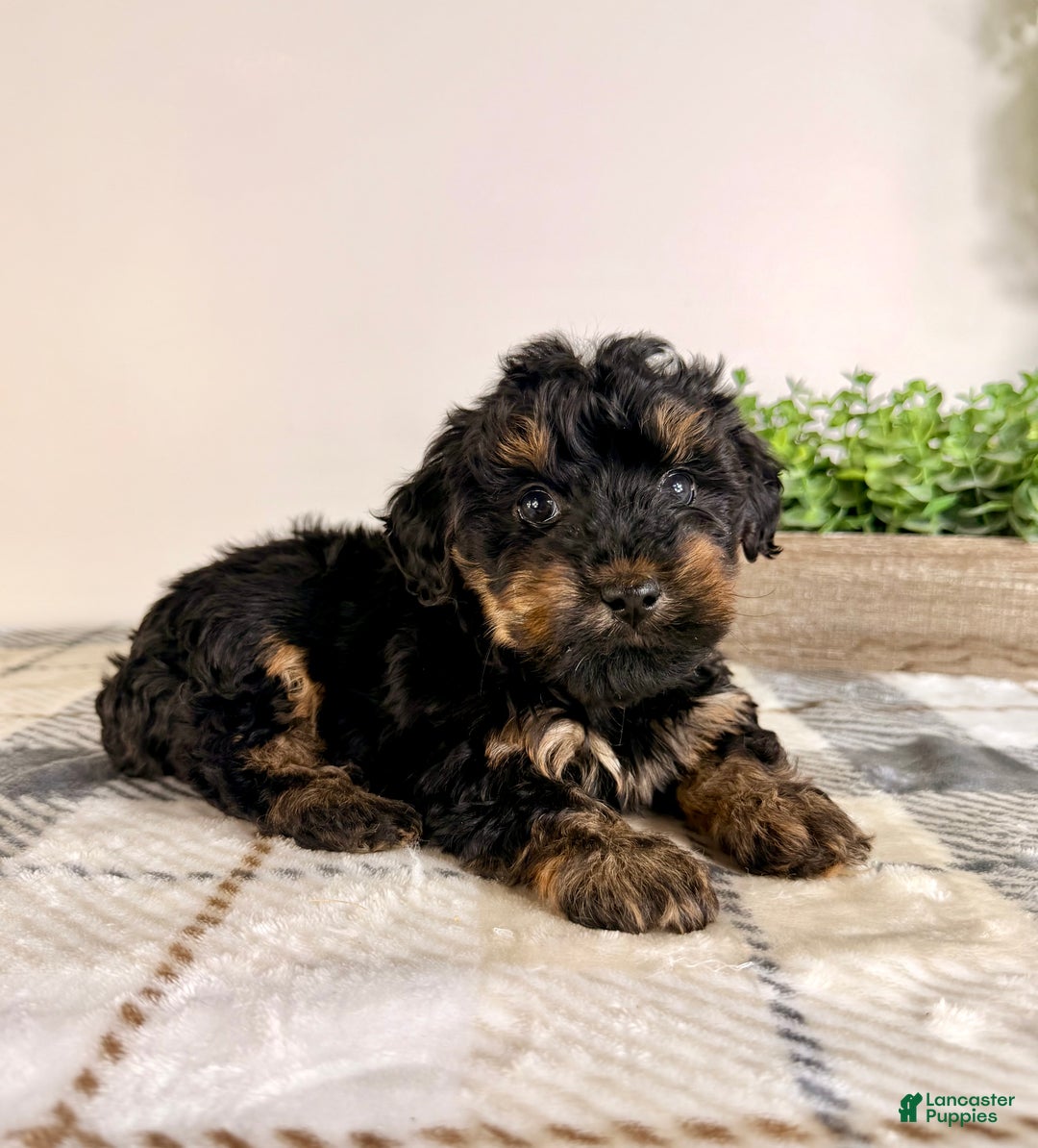 Yorkiepoo dogs for sale: Thea - Ad 2