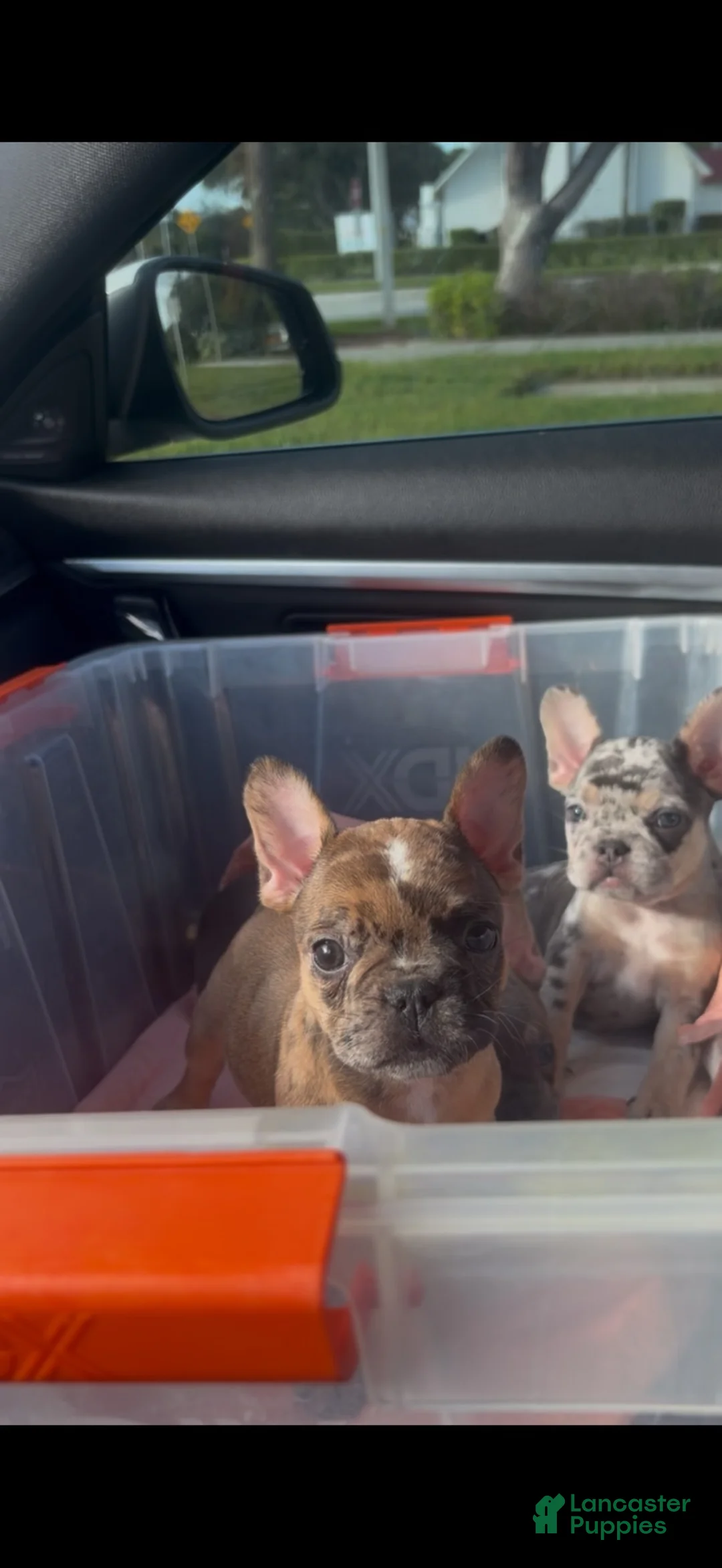 French Bulldog dogs for sale: French Bulldog Puppy - Ad 1