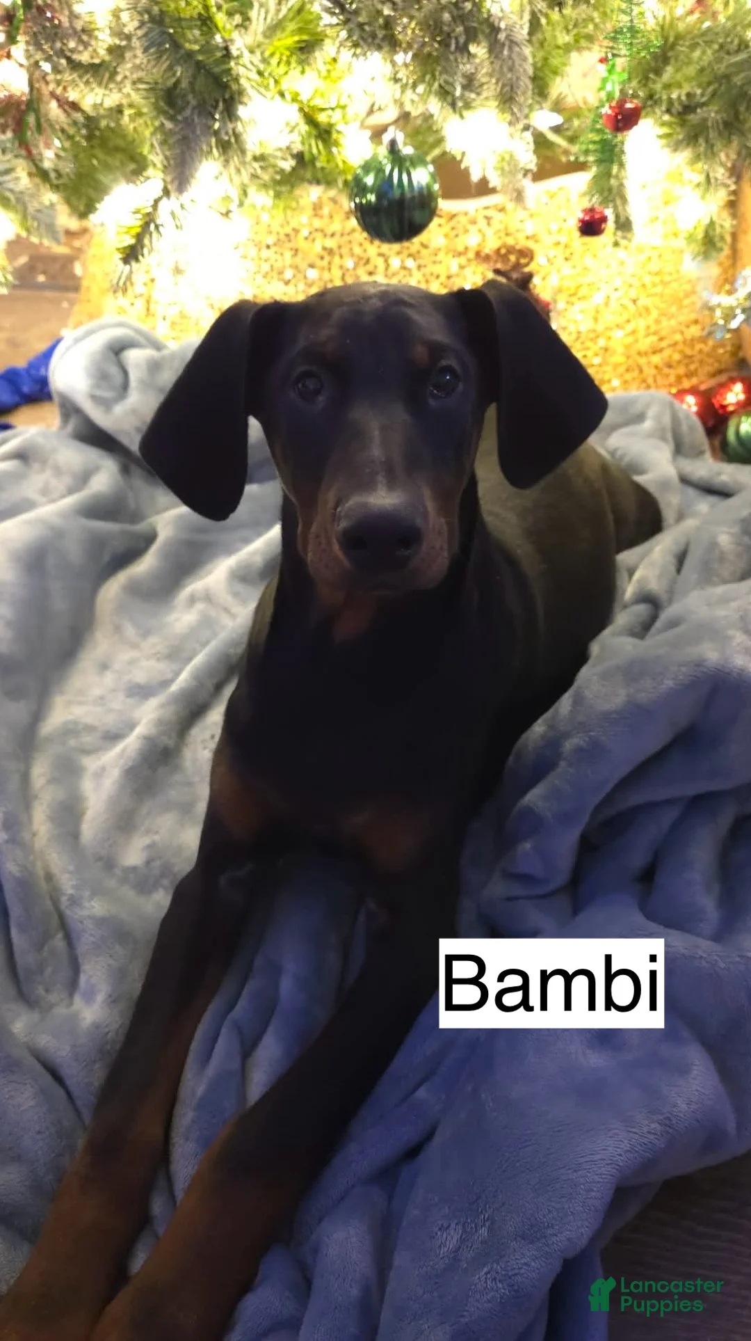Doberman Pinscher dogs for sale: Bambi - Ad 6