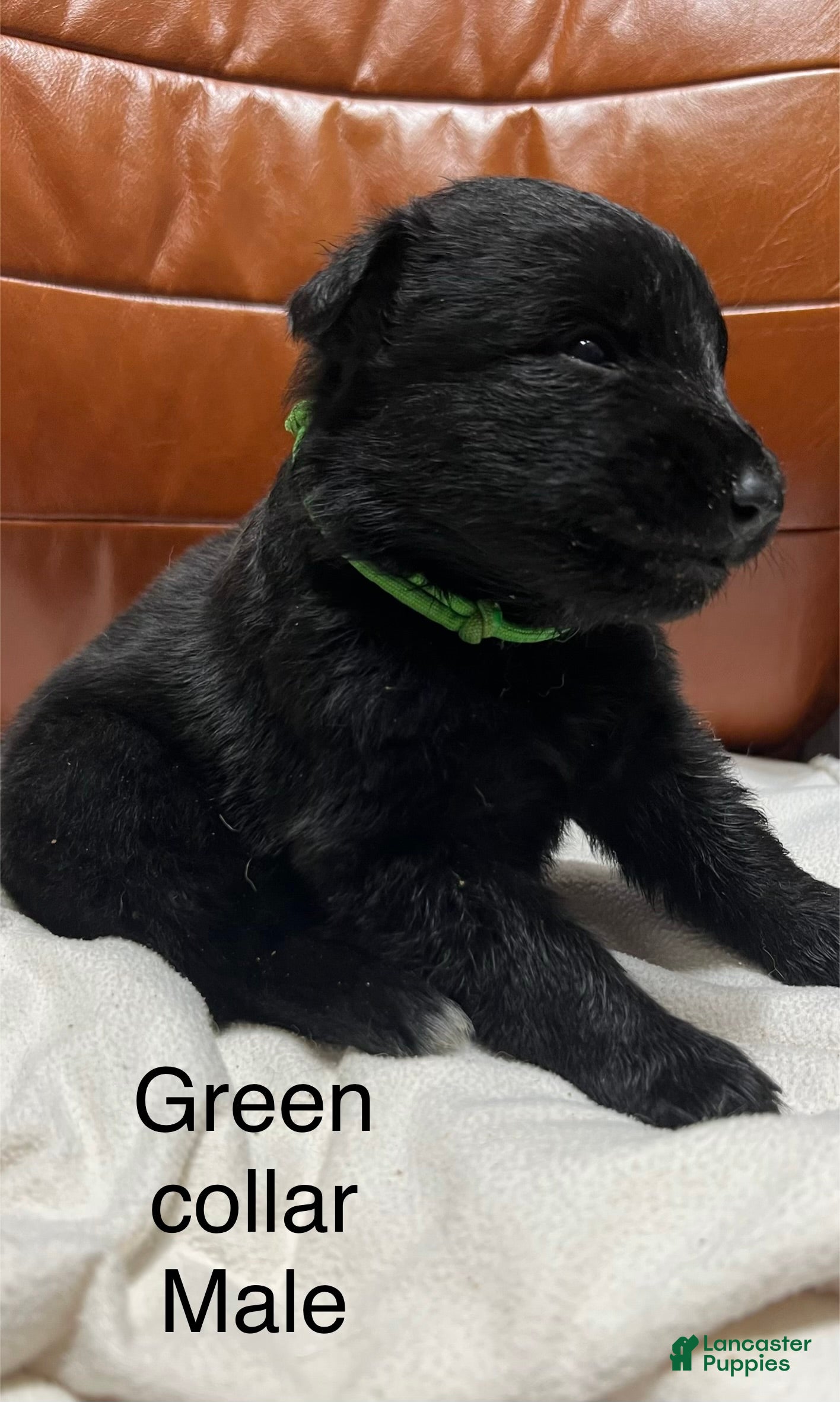 German Shepherd dogs German Shepherd Puppy 3 - Ad 21