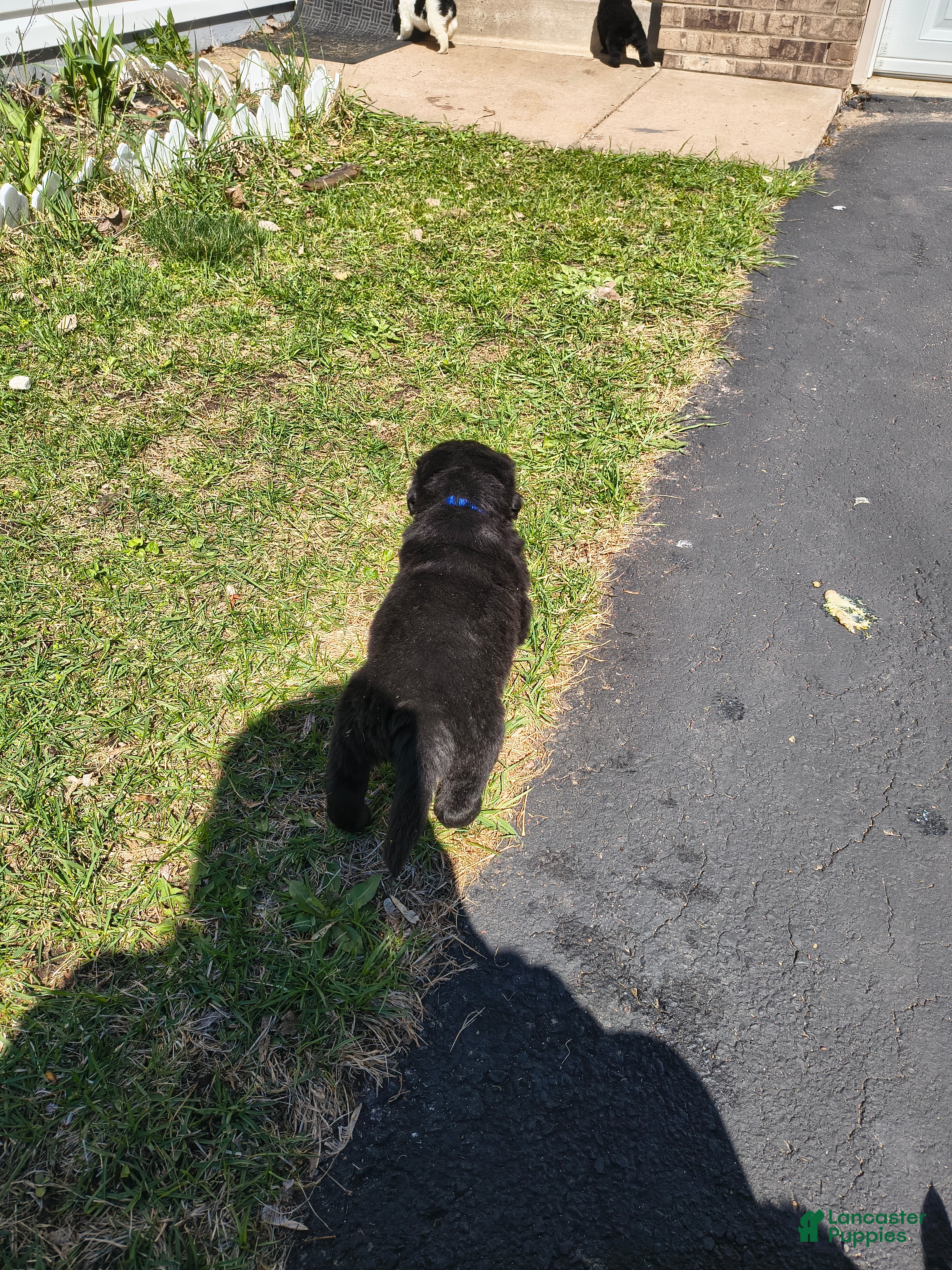 Newfoundland dogs Dark Blue collar  - Ad 6