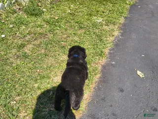 Newfoundland dogs Dark Blue collar - Ad 6