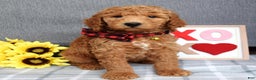 Standard Poodle dogs for sale: Charlie - Ad 10