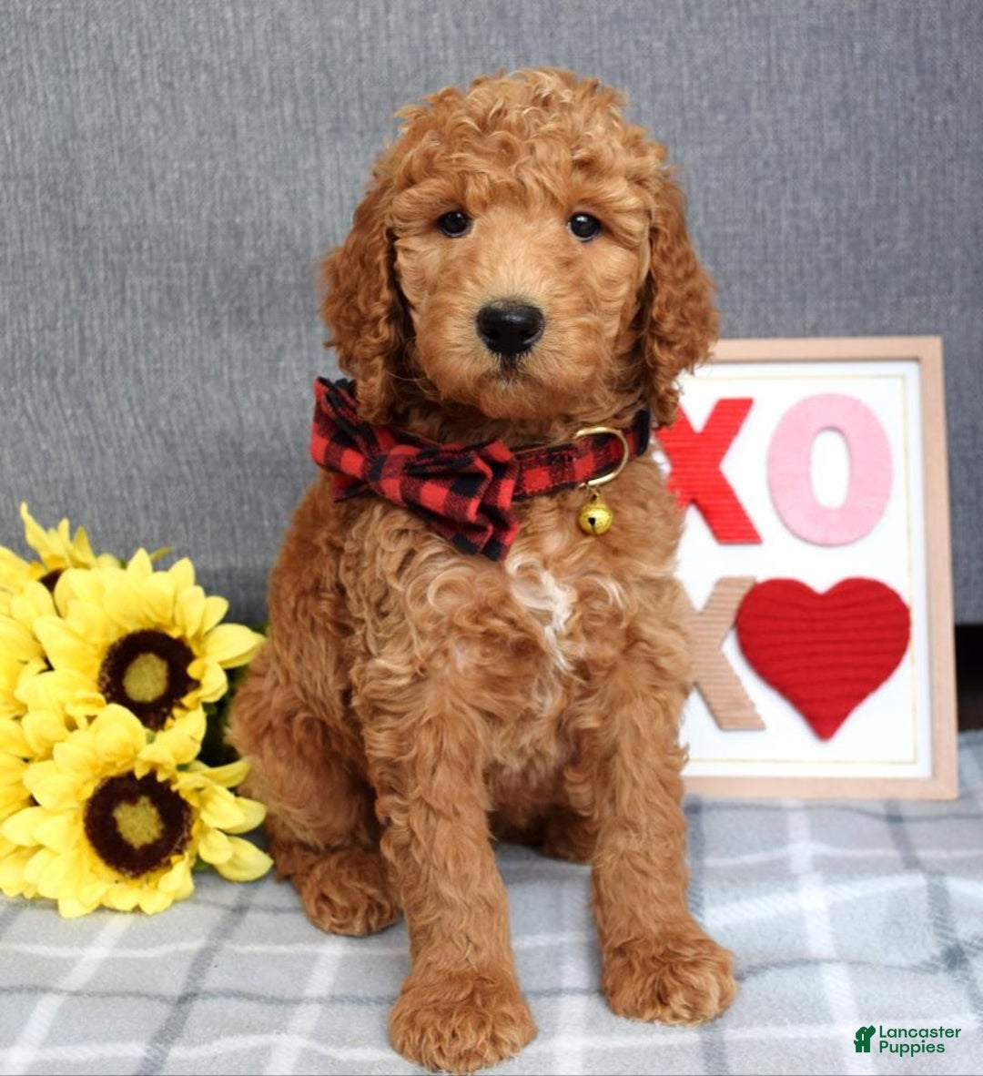 Standard Poodle dogs for sale: Charlie - Ad 10