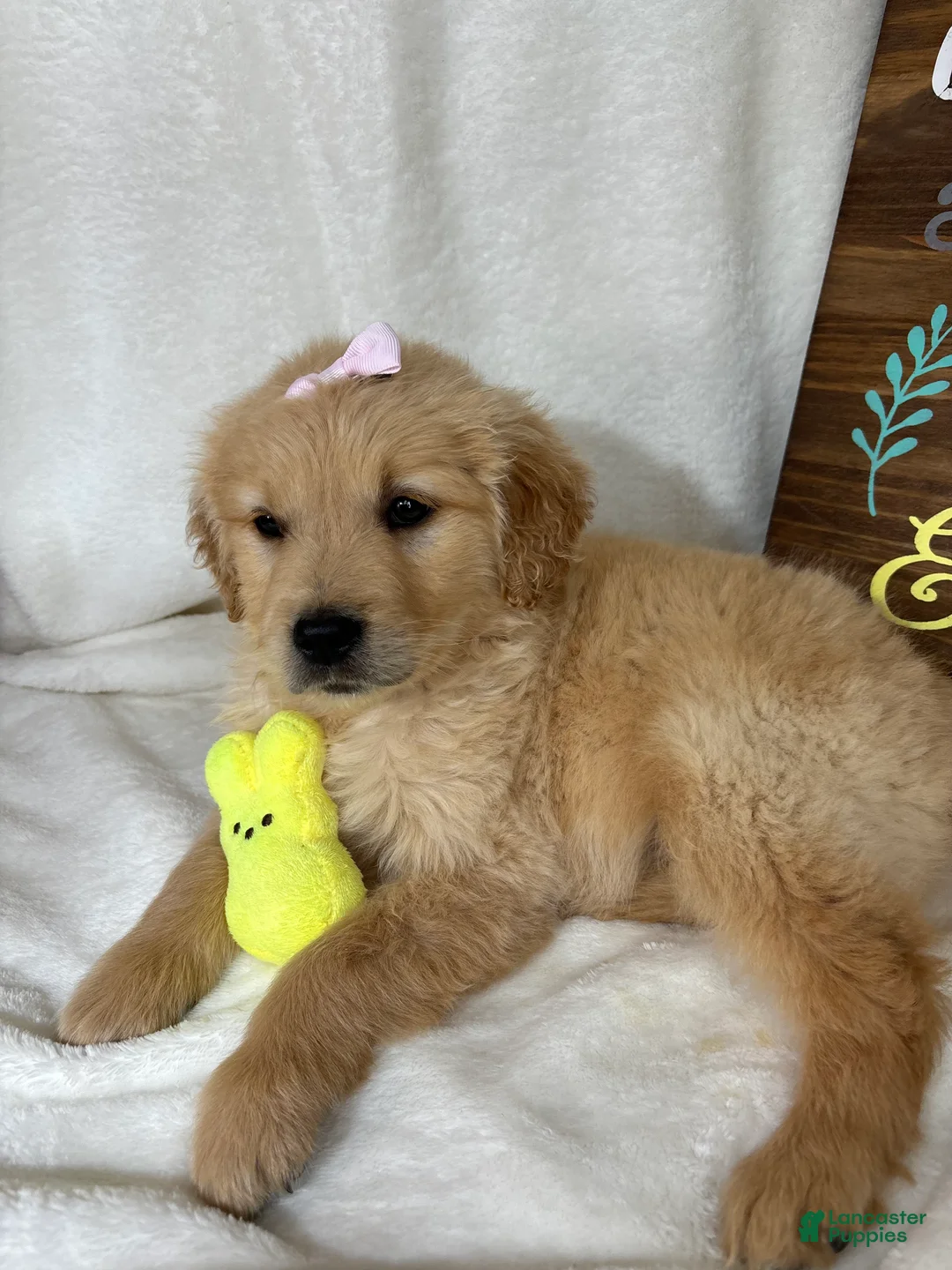 Golden Retriever dogs for sale: Blondie - Ad 2