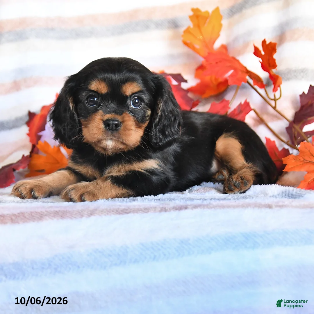 Cavalier King Charles Spaniel dogs for sale: Lala - Ad 2