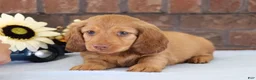 Dachshund dogs for sale: Toro  - Ad 4